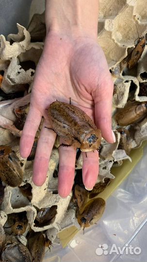 Гигантский лесной таракан Archimandrita