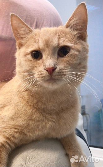 Счастье в дом