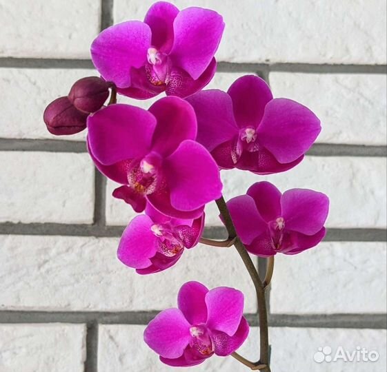 Орхидея Фаленопсис