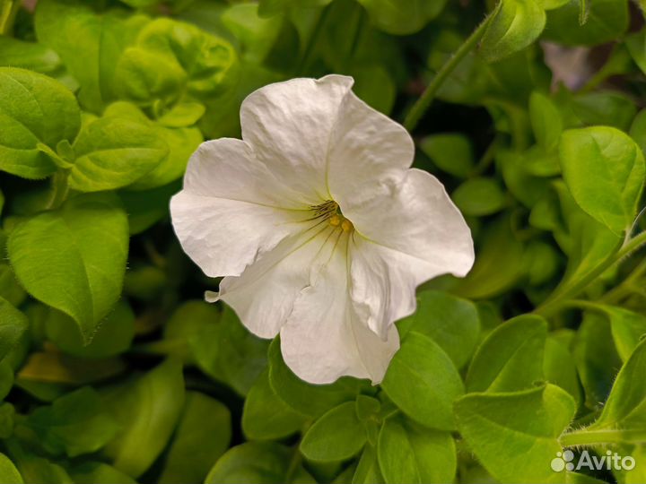 Рассада петунии