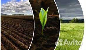 Куринный перегной