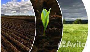 Куринный перегной