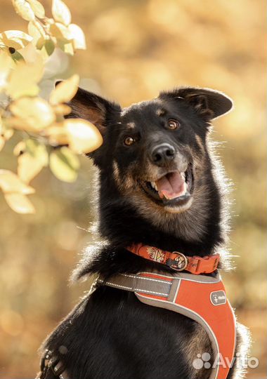 Малыш в добрые руки