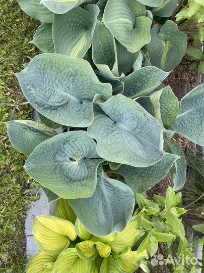 Хосты сортовые