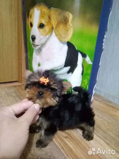 Йоркширский терьер