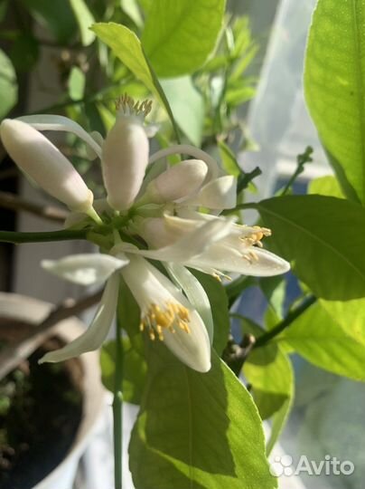 Лимон Мейера