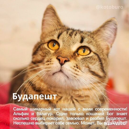 Большой кот