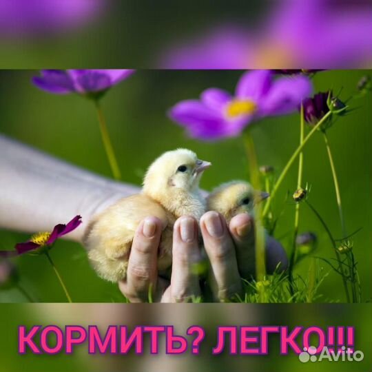 Комбикорм для с/х животных. Павловский комбикорм