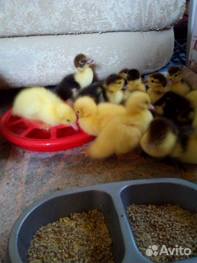 Суточные индоутята