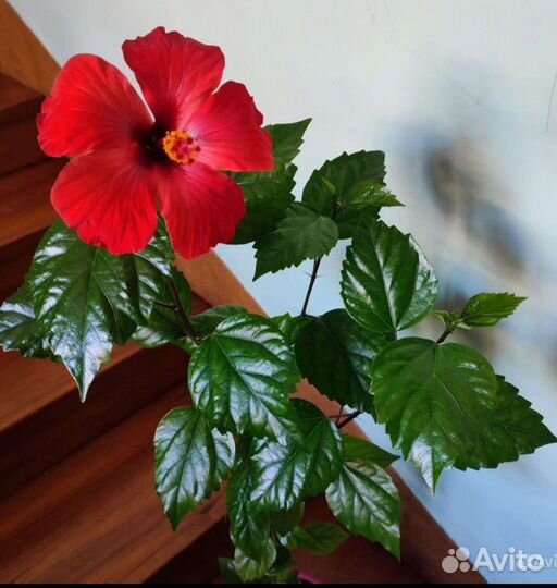 Бальзамин махр.оранж.Гибискус