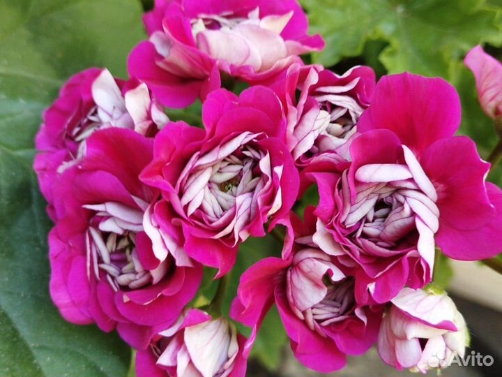 Кросандра и пеларгонии