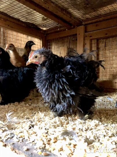 Карликовые кохинхины