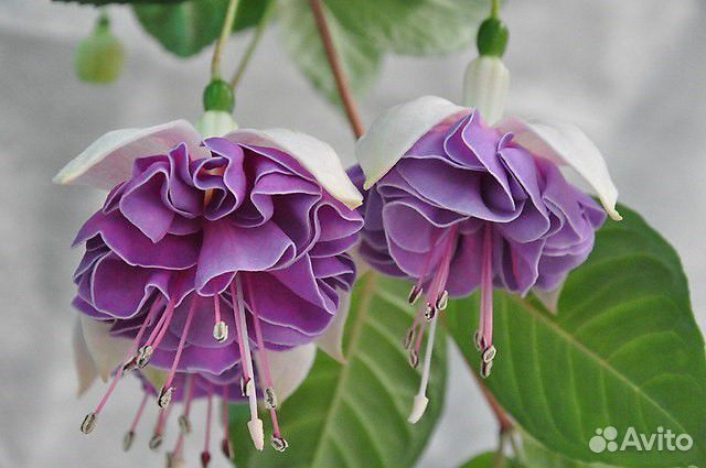 Фуксии часть 3