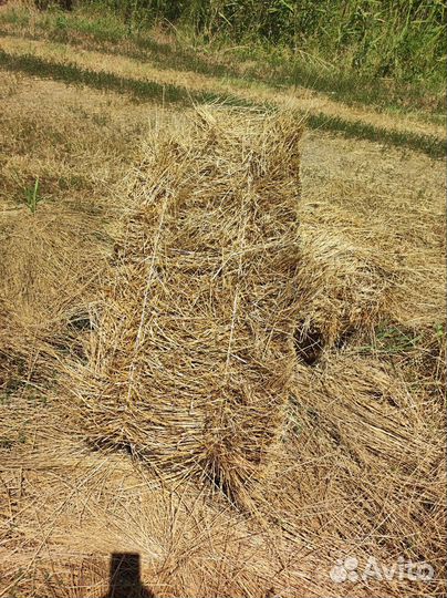 Сено свежее