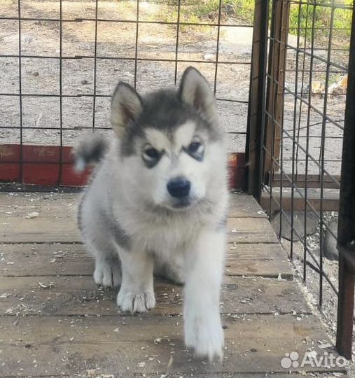 Аляскинский маламут щенки