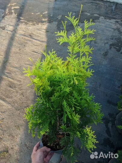 Туя голден брабант