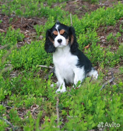 Кавалер кинг чарльз спаниель девочка