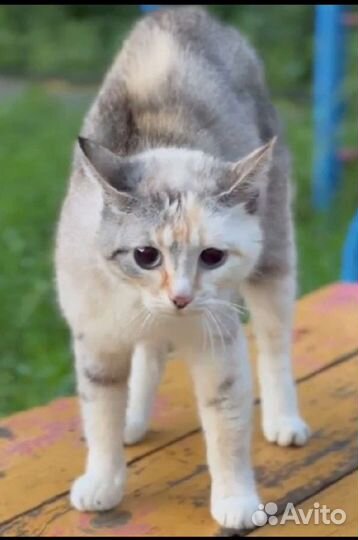 Кошка в добрые руки