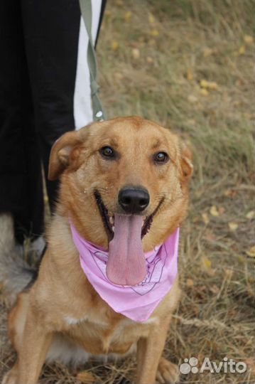 Баффи - рыжее солнышко - ищет дом