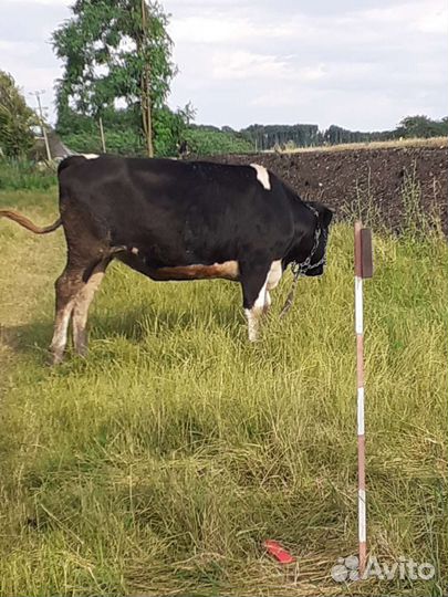 Бычки и телки