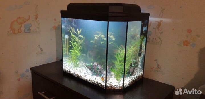 Аквариум 50 литров