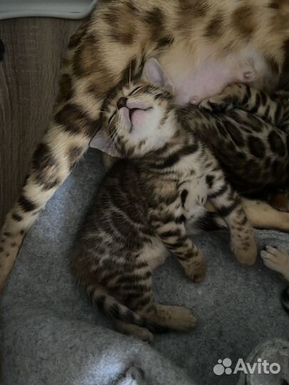 Бенгальские котята