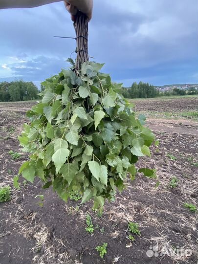 Веники береза свежие для бани