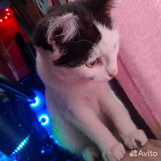Отдам кота в добрые руки