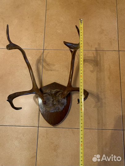 Рога оленя