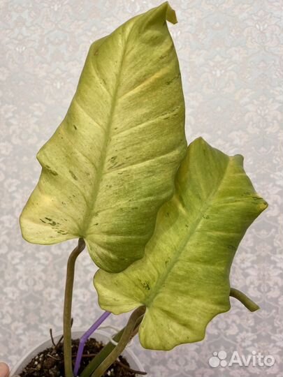 Филодендрон Блек Кардинал вариегатный