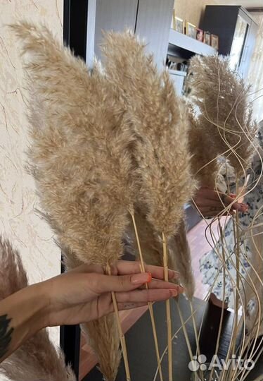 Пампасная трава кортадерия камыш