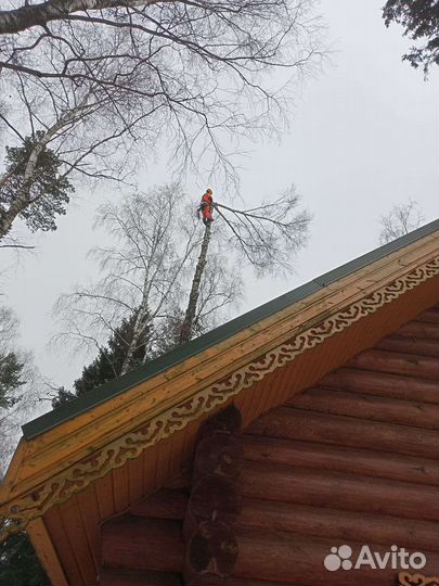 Спил деревьев Г. Шаховский