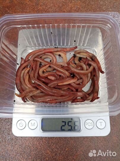 Черви Дендробена