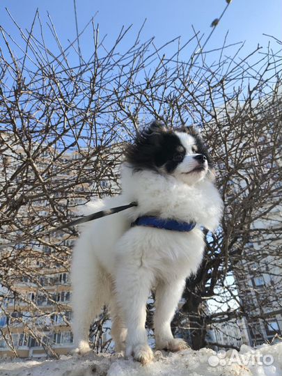 Вязка немецкий шпиц той ищем невесту