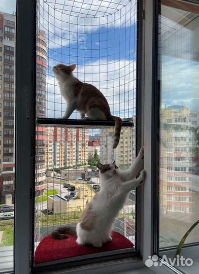 Балкон для прогулки любимца Прояви Любовь и заботу