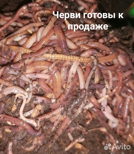 Черви дендробена