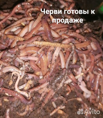 Черви дендробена