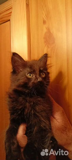 Кошка крыселовка