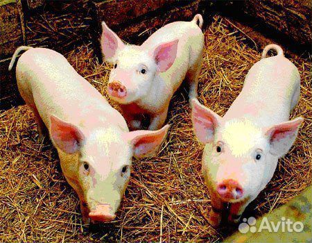 Поросята