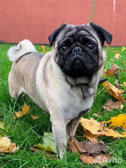 Мопс вязка мальчик