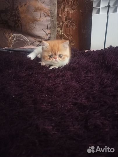 Персидские котята
