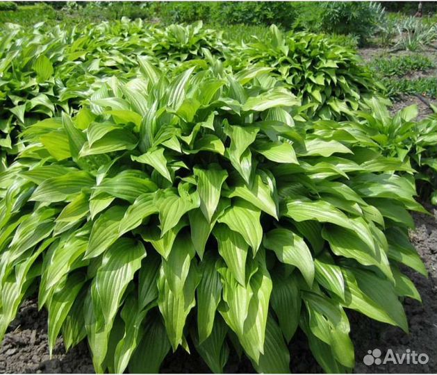 Хоста растение