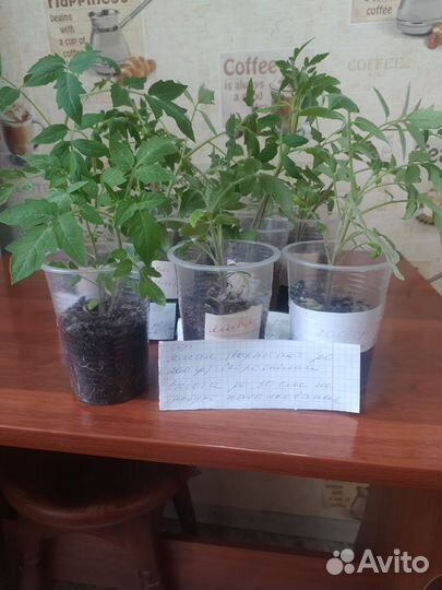 Рассада помидоров томатов за 2 корня