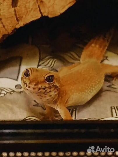 Эублефар самка