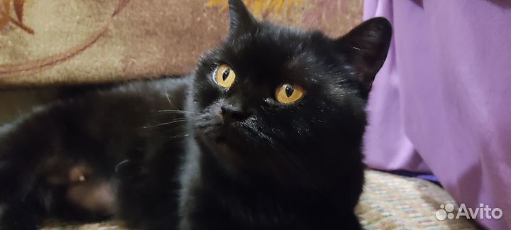 Черная кошка