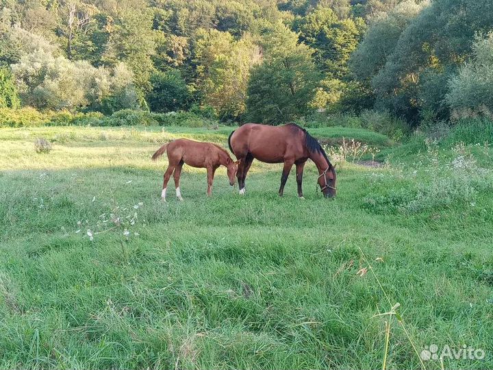 Продажа жеребчик