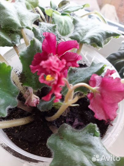 Фиалки цветущие