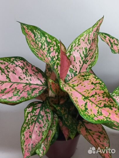 Аглаонема споттед