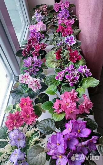 Фиалки сортовые (детки)