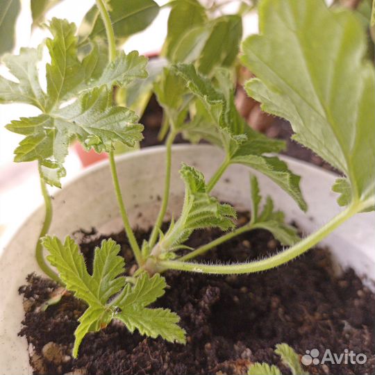 Душистая герань с ароматом лимона